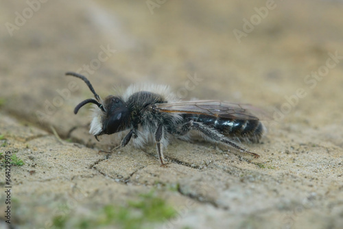 Closeup of a male red-bellied miner mining bee, Andrena ventralis, sitting on wood