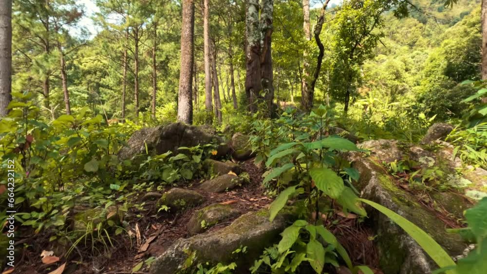Walking along hiking trails in green tropical rainforest jungle 4K ...