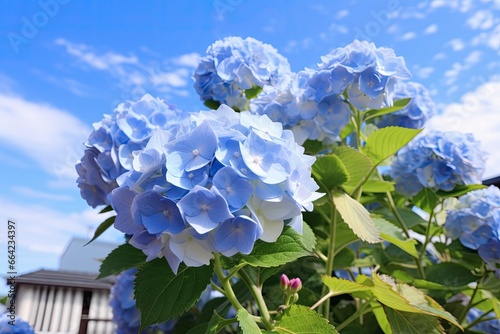 Blue French hydrangea under blue sky.