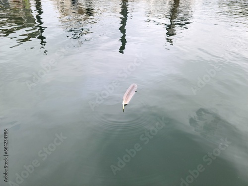 A duck feather floating on a clear lake water surface
