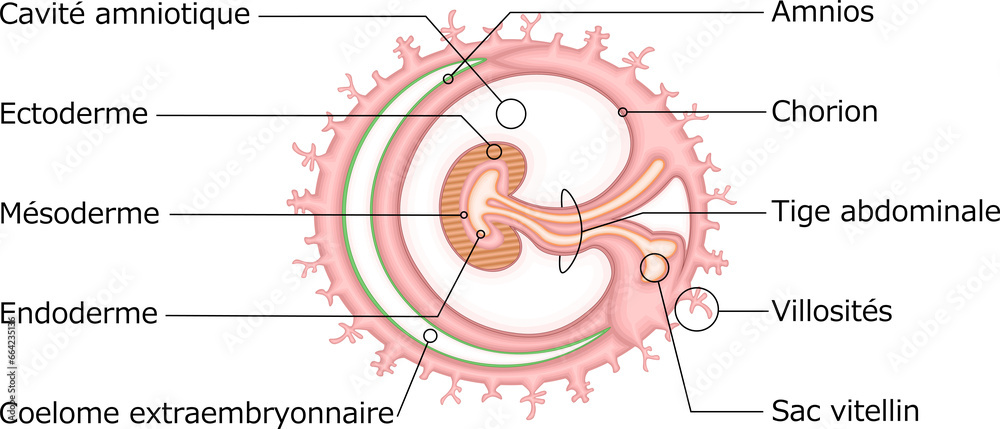 Fototapeta premium 胚葉 構造 イラスト フランス語