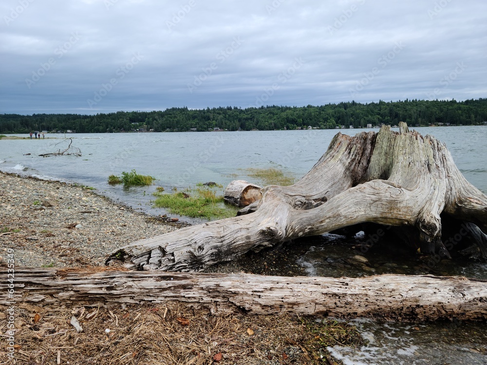 Tree trunk after being chopped down, sitting by the shore of lake