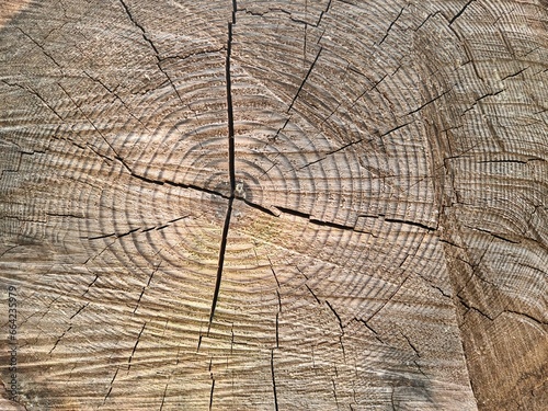 Close up of cut tree trunk in the forest, showing the dark rings