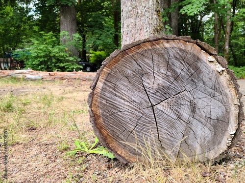 Close up of cut tree trunk in the forest, showing the dark rings