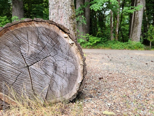 Close up of cut tree trunk in the forest, showing the dark rings