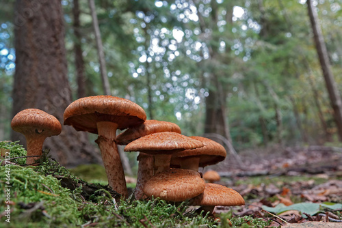 Closeup on an aggregation of emerging redbrown laughing gym or spectacular rustgill mushroom, Gymnopilus junonius photo