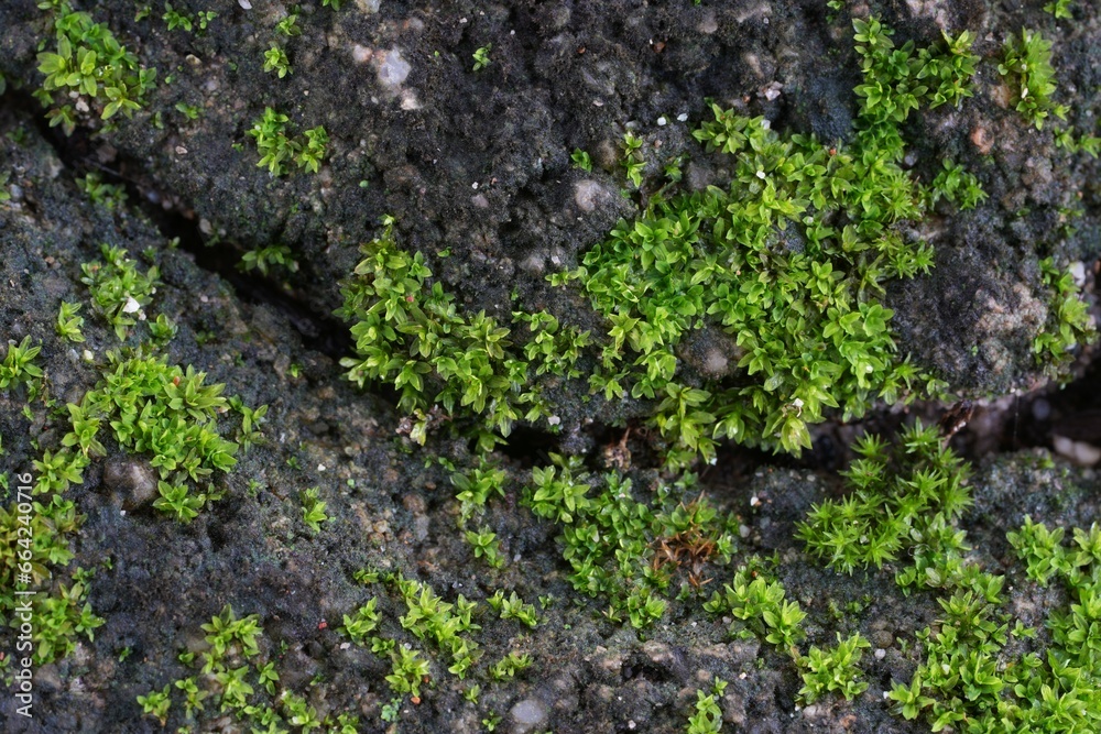 Moss that grows between cracks in bricks
