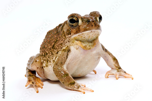 Texas toad // Texas-Kröte (Anaxyrus speciosus) photo