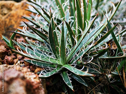 Succulent plant Agave filifera ,Thread Leaf agave ,Thread agave 