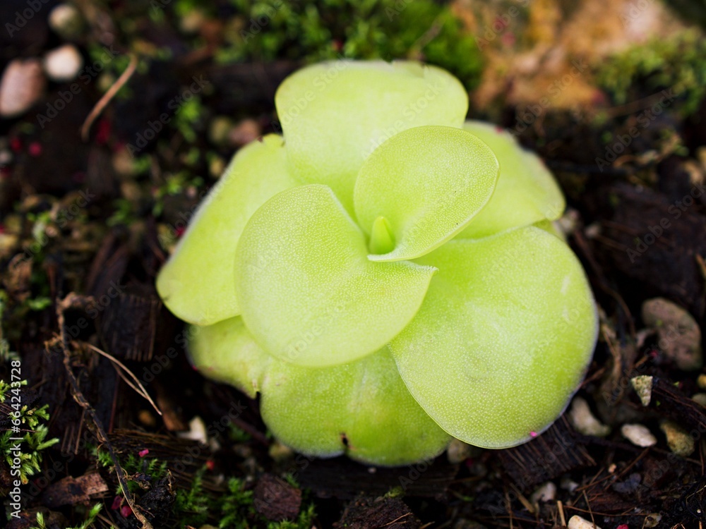 Closeup purple flower Pinguicula moranensis ,Tina, grandiflora ,Mexican