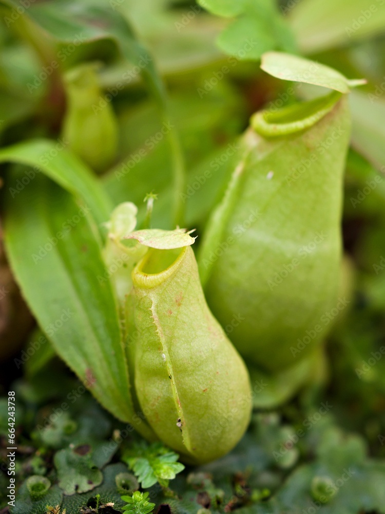 Flytrap Predatory Carnivorous monkey cups plant, tropical pitcher plants ,Nepenthes mirabilis Ventrata ,Nepenthes Alata Khasiana Flytrap Predatory Carnivorous monkey cups plant, tropical pitcher plants ,Nepenthes mirabilis Ventrata ,Nepenthes Alata Khasiana