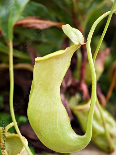 Flytrap Predatory Carnivorous monkey cups plant, tropical pitcher plants ,Nepenthes mirabilis Ventrata ,Nepenthes Alata Khasiana 
