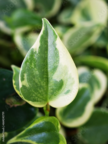 Closeup green foliage leaves Peperomia Scandens Serpens variegated ,Cupid peperomia ,Piper on a branch with heart shaped, Radiator plants ,nature leaf background ,tropical houseplant ,macro image photo