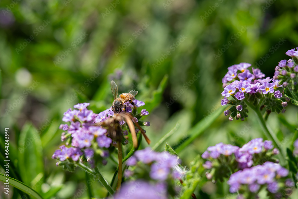 Honey Bee collecting pollen on purple flower close up Honey Bee collecting pollen on purple flower close up