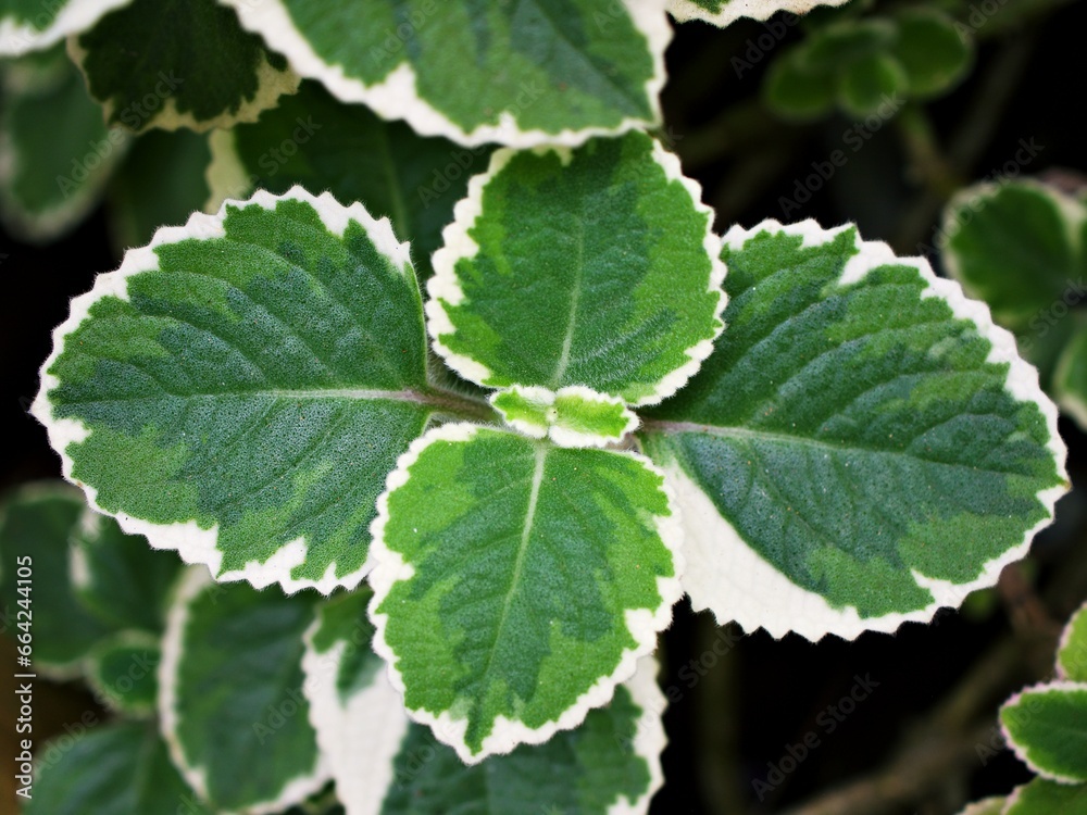 Greenwhite leave ,foliage Variegated Indian Borage ,Plectranthus