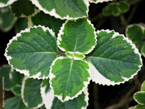 Green-white leave ,foliage Variegated Indian Borage ,Plectranthus amboinicus Variegatus ,Tropical Oregano ,Cuban Oregano, Ajwain Herb plant ,Variegated Swedish ivy ,Plectranthus coleoides f. variegata