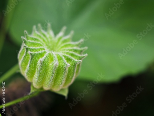 Closeup Country mallow ,Abutilon indicum ,Theophrasti Velvetleaf plant ,Indian mallow ,Indian abutilon is small shrub in the family Malvaceae ,Chinese bell ,linnaeus ,Thuthi-Atibala ,medicinal plant  photo