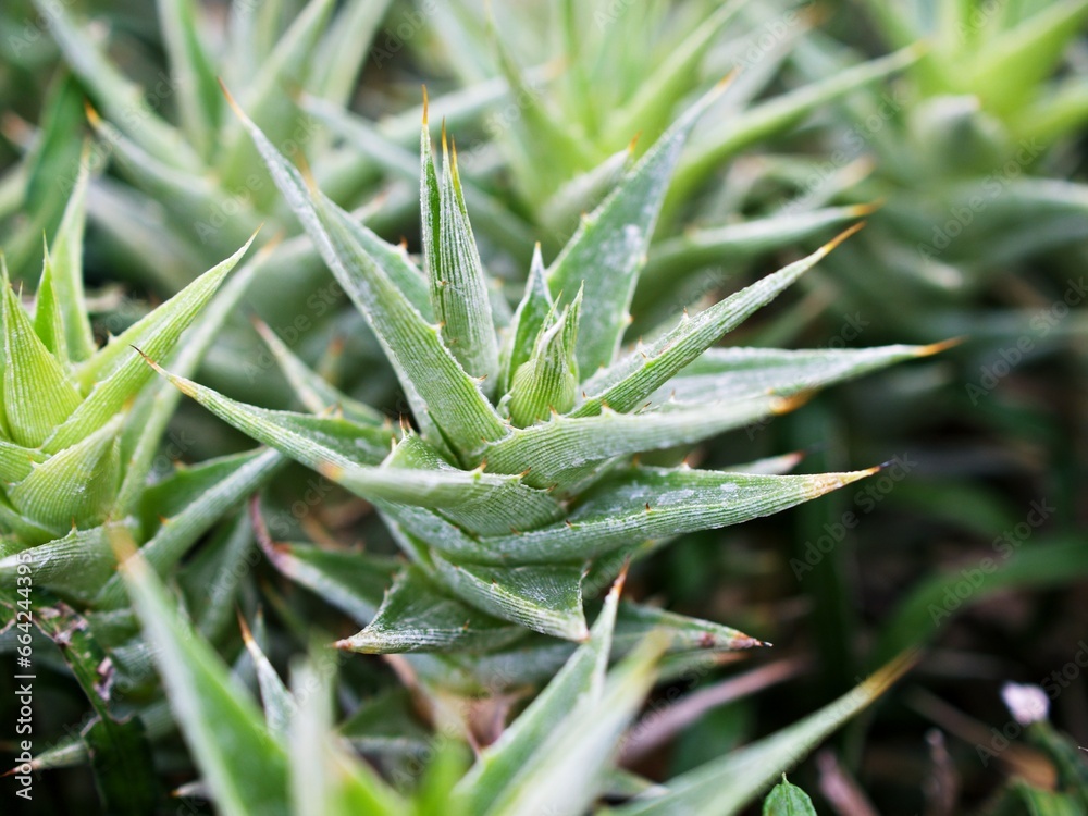 Succulent plant Abromeitiella brevifolia Giromagi Cactus ,Deuterocohnia brevifolia Juicy Haworthia Flaviata ,Aloe vera Succulent plant Abromeitiella brevifolia Giromagi Cactus ,Deuterocohnia brevifolia Juicy Haworthia Flaviata ,Aloe vera