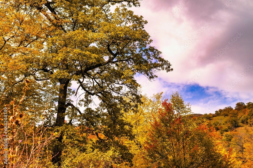 Naklejka premium autumn in the park