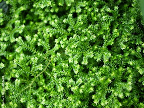 Green leaf of Selaginella Tamariscina moss plant ,Selaginella kraussiana Brownii ,Selaginellaceae ,Krauss'Spikemoss ,Pin-Cushion ,Spikemoss ,Emerald isle spikemoss ,Scotch Moss ,Compact ,green tones photo