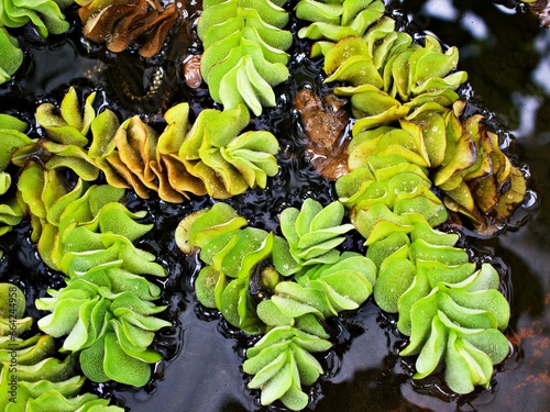Macro green Giant Salvinia molesta ,weed water plants ,aquatic fern