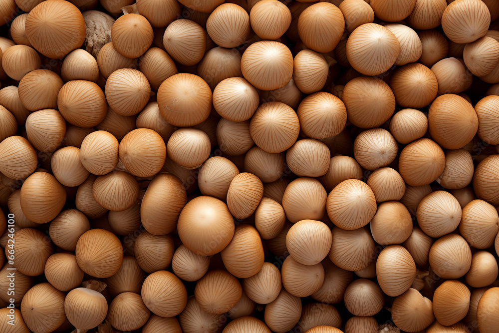 Organic spore seeds, material texture closeup detail Organic spore seeds, material texture closeup detail