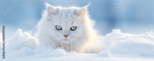 Furry white cat in the snow © Adrian Grosu
