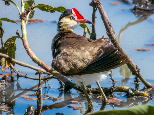 Comb-crested Jacana in Queensland Australia photo