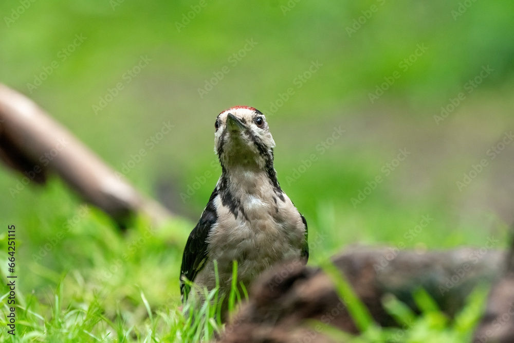 Great woodpecker Dendrocopos major, male of this large bird sitting on tree stump, red feathers, green diffuse background, wild nature scene