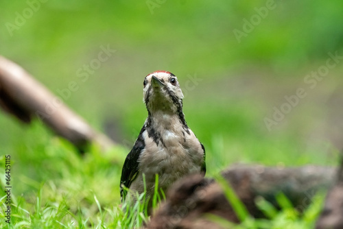 Great woodpecker Dendrocopos major, male of this large bird sitting on tree stump, red feathers, green diffuse background, wild nature scene