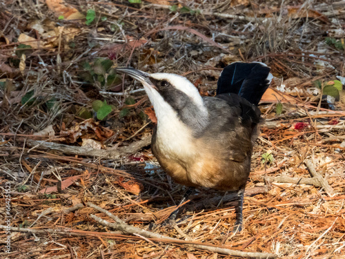 Grey-crowned Babbler in Queensland Australia photo