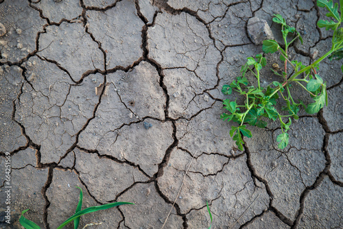 Cracked agricultural soil from summer drought with green plants growing out of the ground. Close up shot, no people