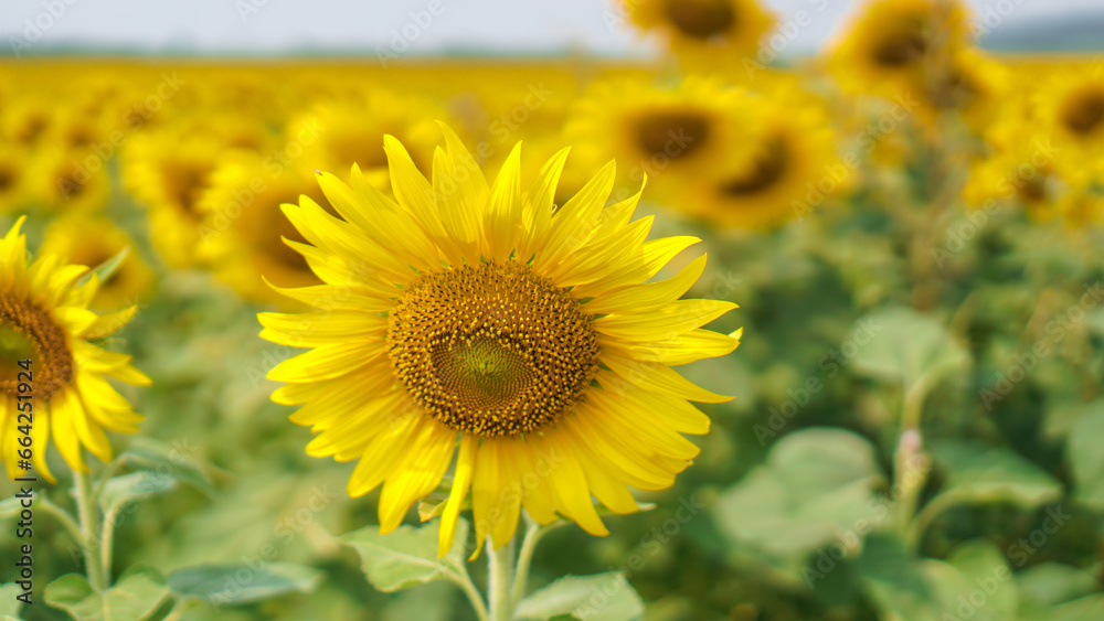 Single sunflower close up on the field. Beautiful sunflower blossom in field. Single sunflower close up on the field. Beautiful sunflower blossom in field.