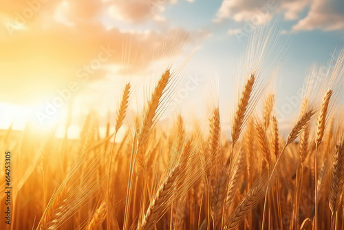 Golden Wheat Field With Stunning Sunset Backdrop © Anastasiia