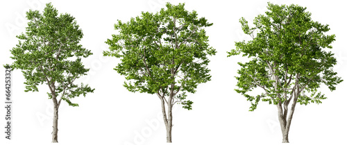 Fototapeta Naklejka Na Ścianę i Meble -  Ecology trees woods set collections transparent backgrounds 3d render png