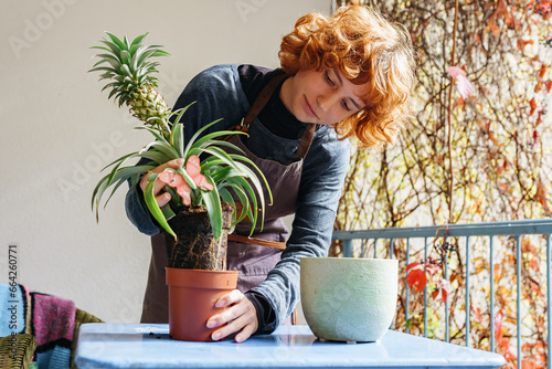 young woman cares for pineapple plant in flowerpot