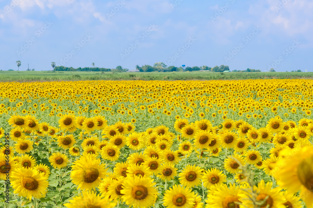 Panorama Landscape Of Sunflower fields And blue Sky clouds Background Panorama Landscape Of Sunflower fields And blue Sky clouds Background