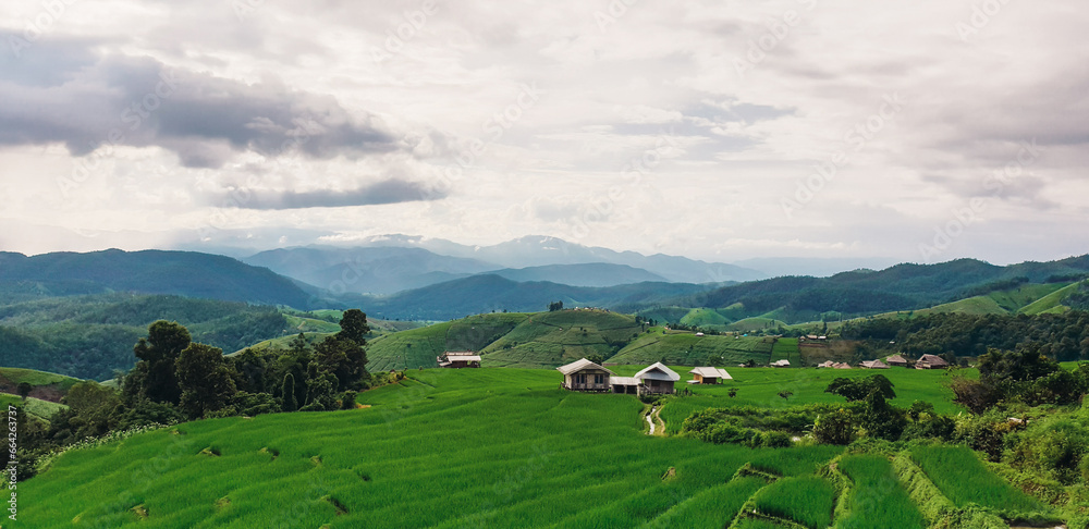 Panorama Green rice field with mountain background at Pa Pong Piang Rice Terraces Chiang Mai, Thailand. Terraced rice field with fog and dramatic sky. a valley among the rice terraces.