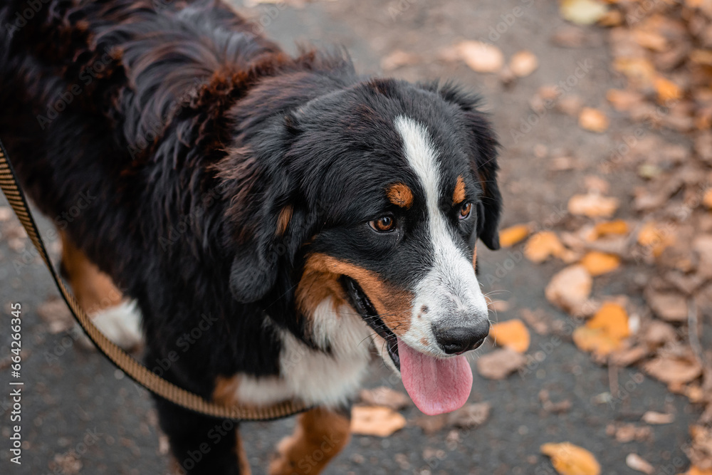 Close-up portrait of a Bernese Mountain Dog dog against the backdrop of an autumn park.