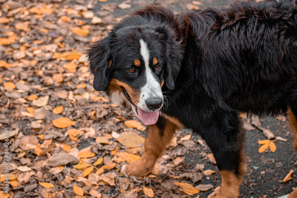 Close-up portrait of a Bernese Mountain Dog dog against the backdrop of an autumn park.