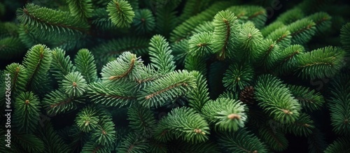 Christmas tree branches on a natural background.