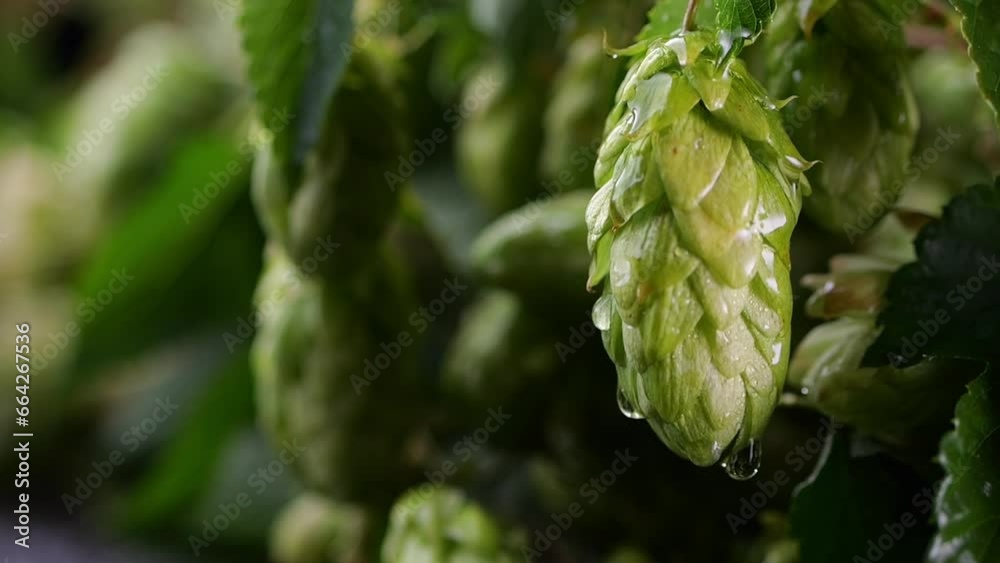 A close-up of a hop cone with a water droplet flowing slowly; textured background illuminated with nice light. A close-up of a hop cone with a water droplet flowing slowly; textured background illuminated with nice light.