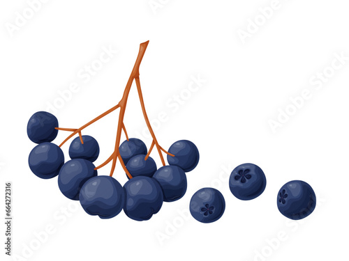 Blue chokeberry berry in cartoon style. Plant food products.