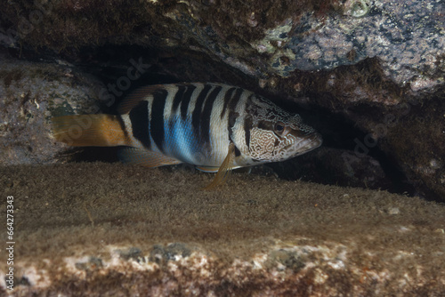 Painted comber (Serranus scriba) in Meditarranean Sea photo