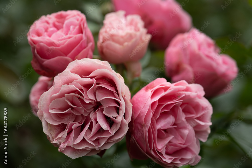 Pink roses in garden with green background Pink roses in garden with green background