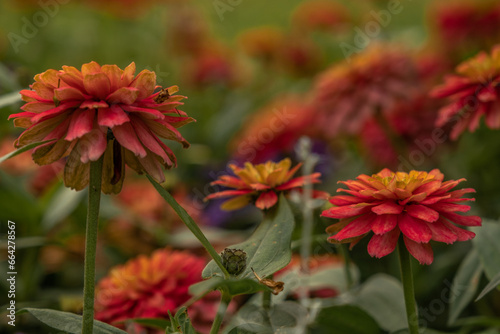 Field of red and yellow flowers and green leafs 