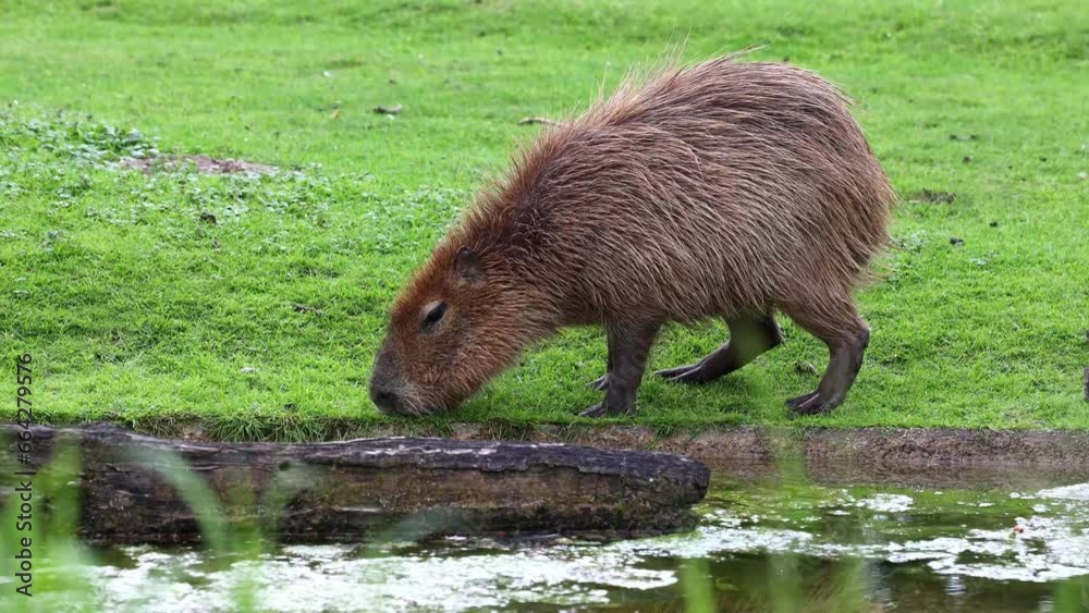 The capybara, Hydrochoerus hydrochaeris is the largest extant rodent in the world. Its closest relatives are agouti, chinchillas, coyphillas, and guinea pigs. Native to South America. The capybara, Hydrochoerus hydrochaeris is the largest extant rodent in the world. Its closest relatives are agouti, chinchillas, coyphillas, and guinea pigs. Native to South America.