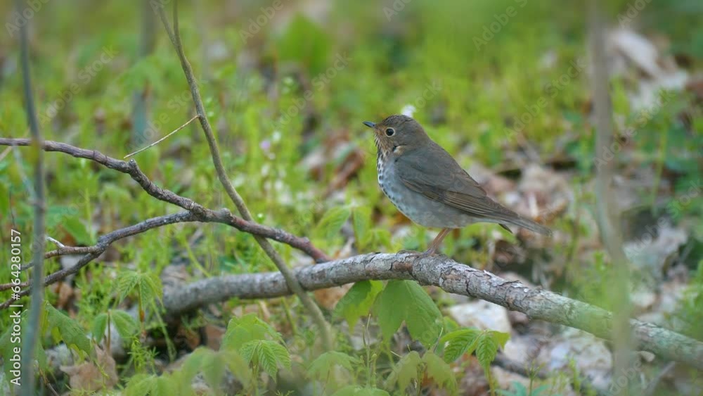 Wood Thrush Birds Migration Springtime 4K Nature Wood Thrush Birds Migration Springtime 4K Nature