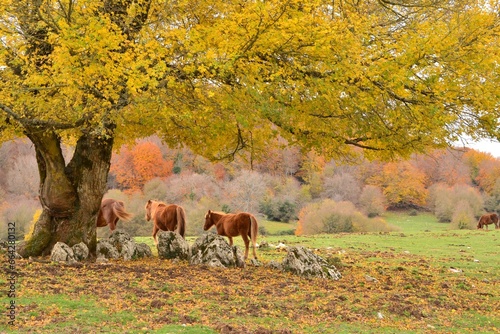 autunno