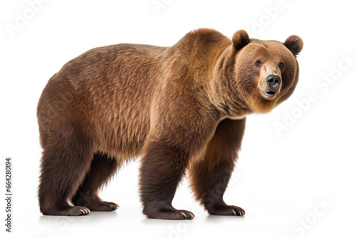 Brown bear on a white background © Veniamin Kraskov